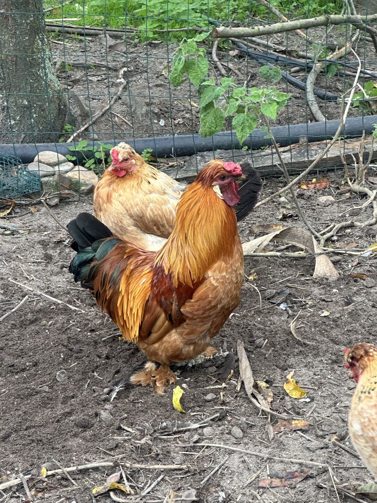 Galos com Topete e penas nas patas