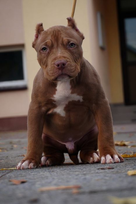 American Bully XL samiec