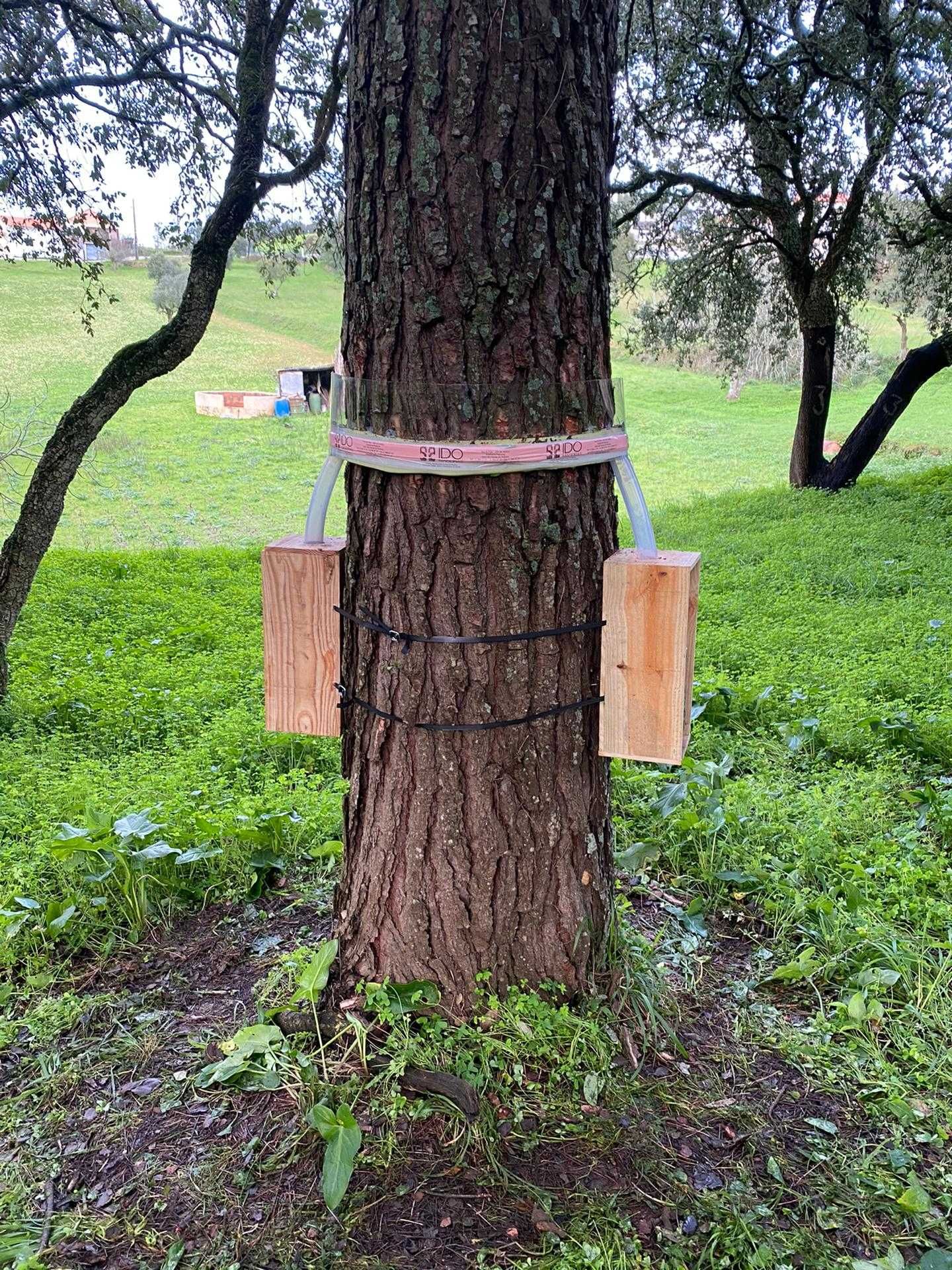 PINHEIROS LAGARTA PROCESSIONARIA