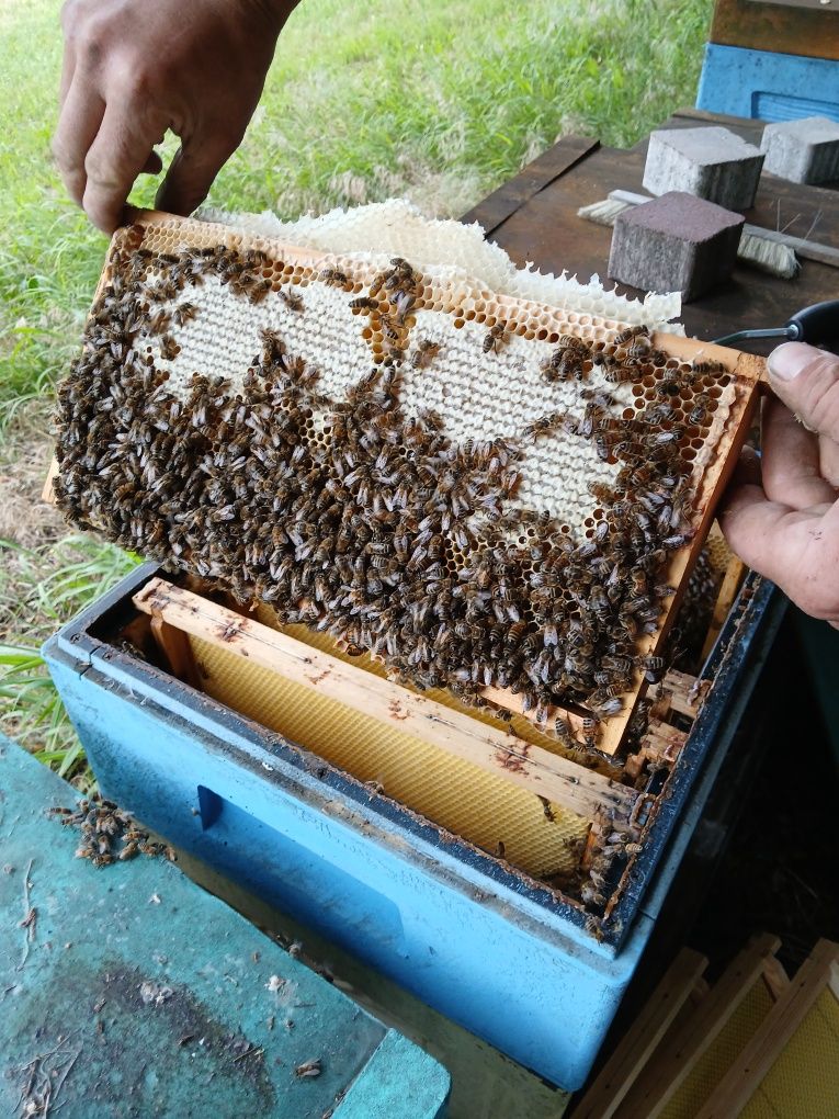 Miód naturalny z własnej pasieki, pyłek pszczeli, kit,