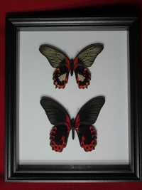 Motyle w ramce / gablotce 27 x 22 cm . Papilio rumanzovia - Para .