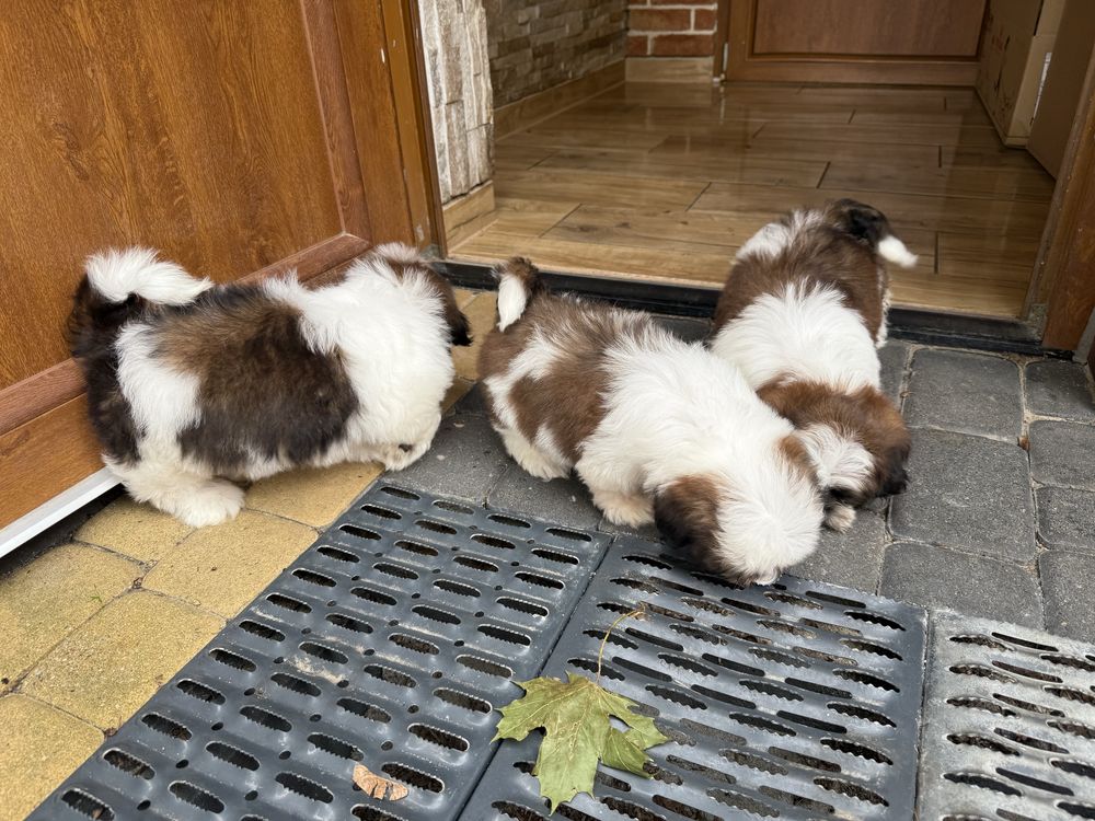 Shih-tzu szczeniak z rodowodem