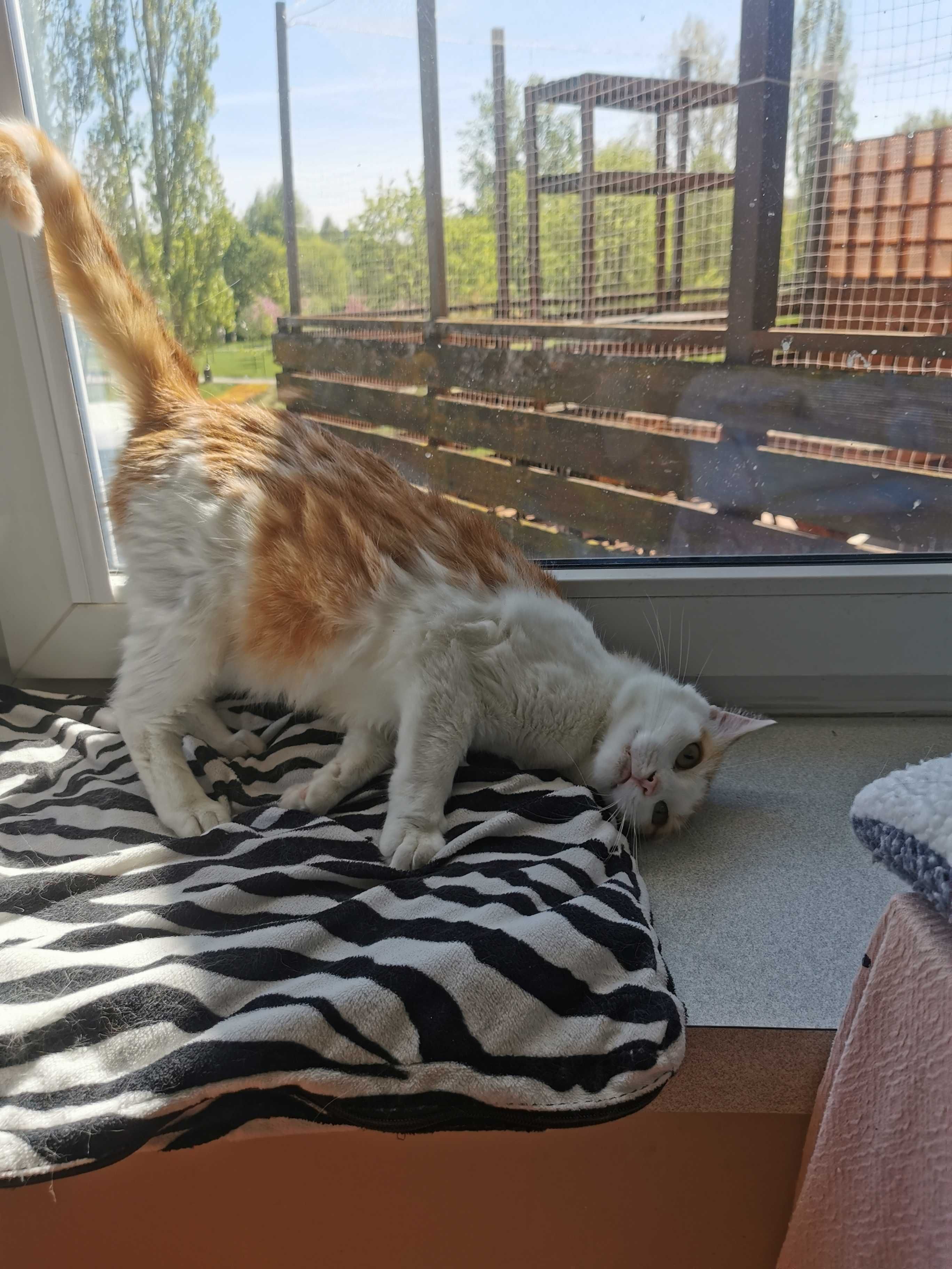 Urocza kotka FeLV+