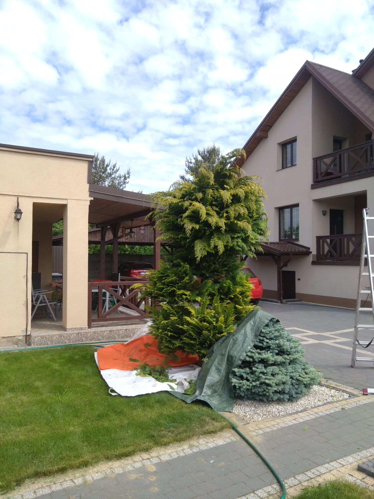 Formowanie żywopłotu, drzew - Arborysta , usuwanie pni
