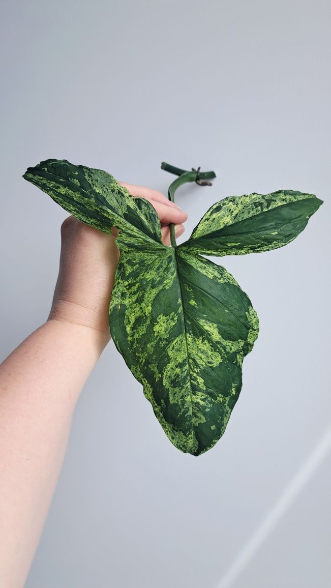 Syngonium Mottled Mojito duże liscie