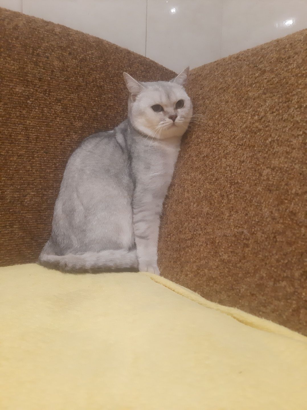 Шотландський скоттіш страйт в'язка