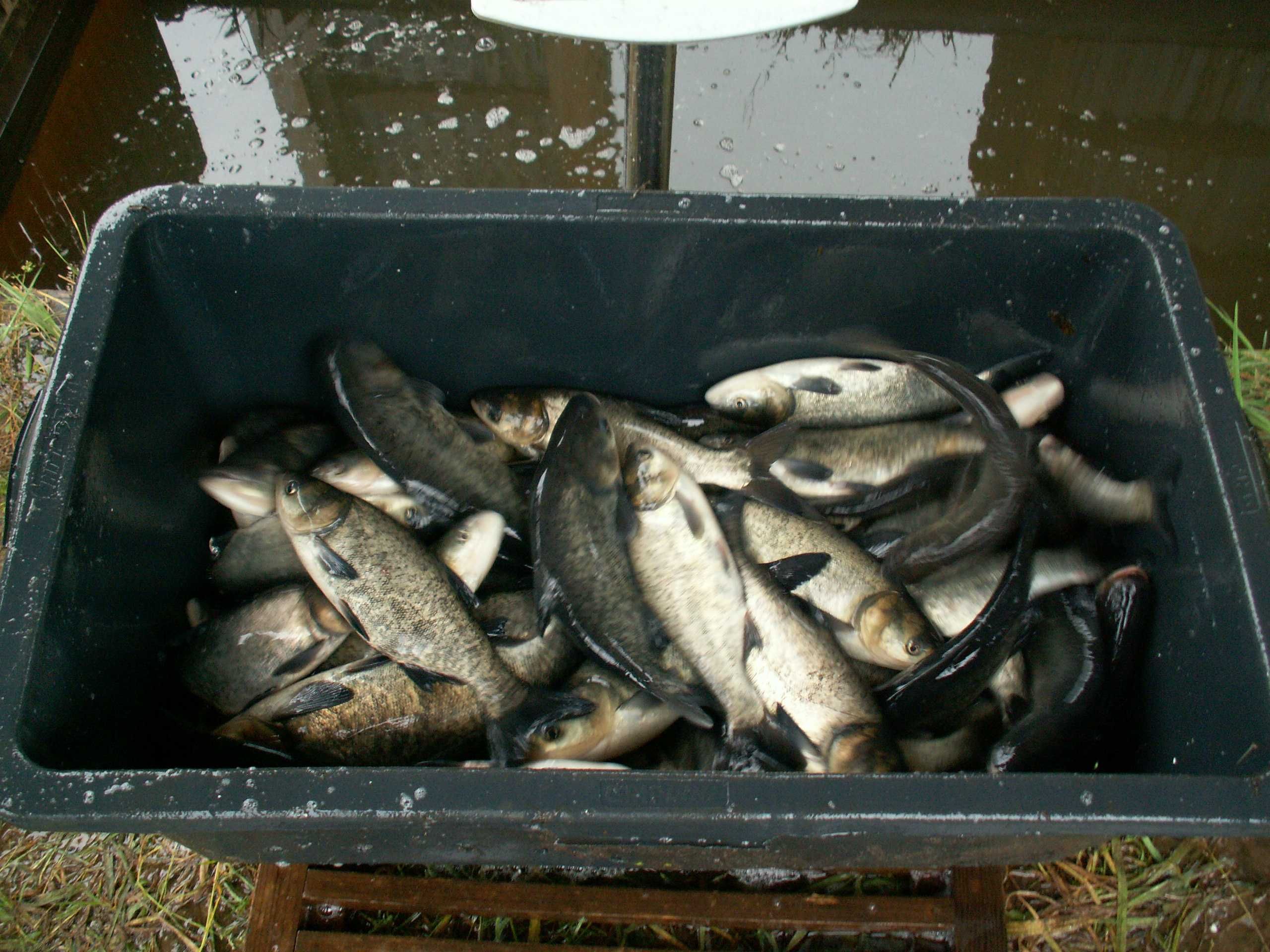 Amur kroczek 20-25 cm