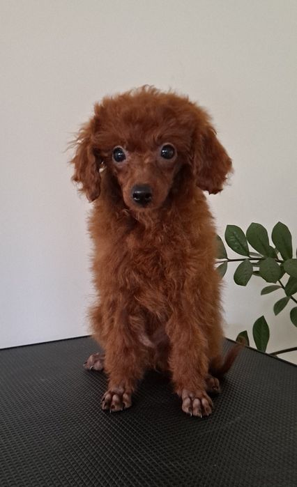 Chłopiec Pudel Toy red brown genetyka