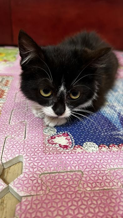 Киця безкоштовно  ( котик, кошеня, кішечка, киця, дівчинка)