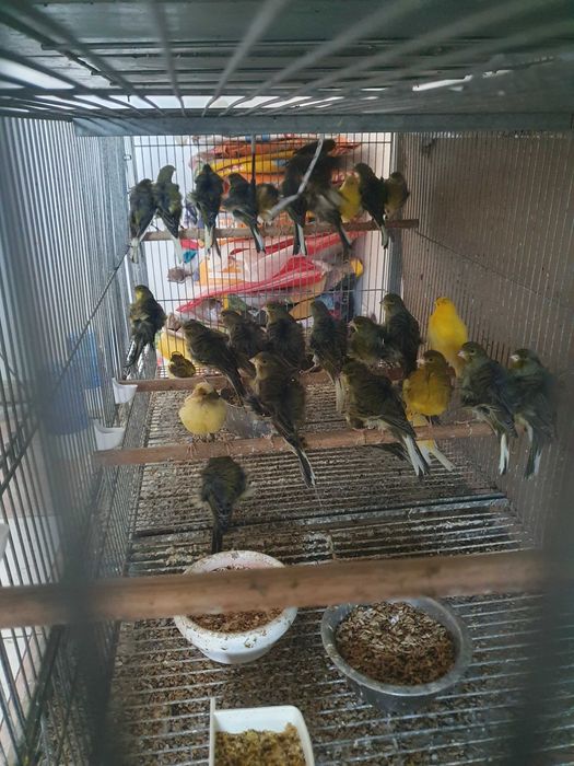 Venda de canarios frizados