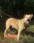 Jetson szuka domu!