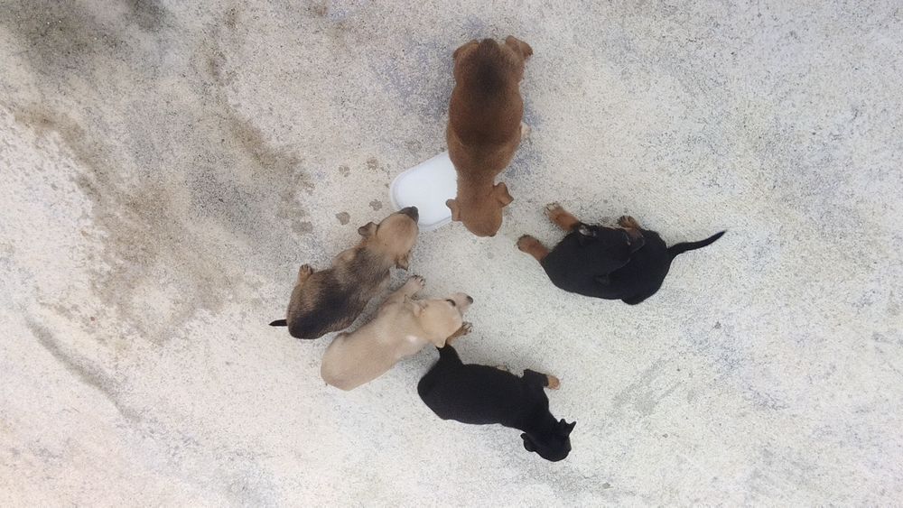 Doação de cães bebés