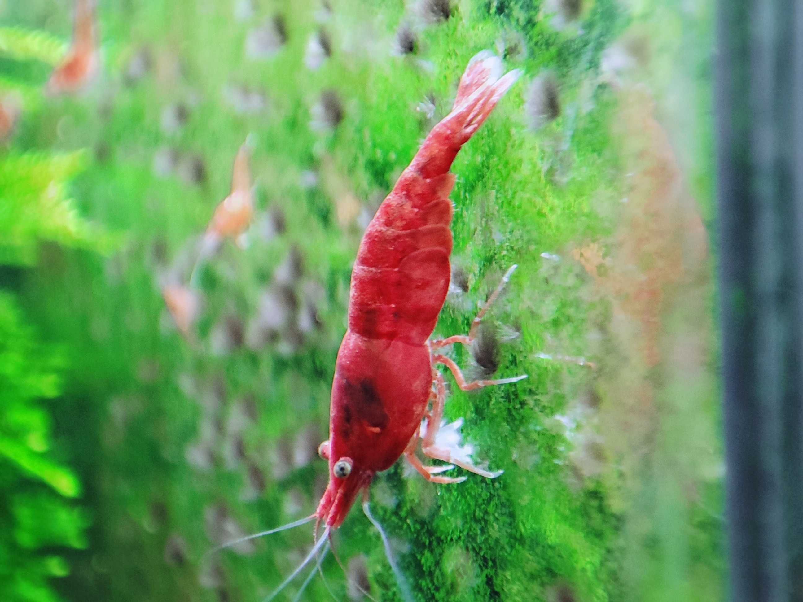 Krewetki neocaridina Sakura Red