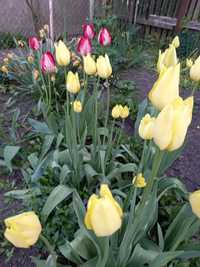 Тюльпани садові, різні кольори