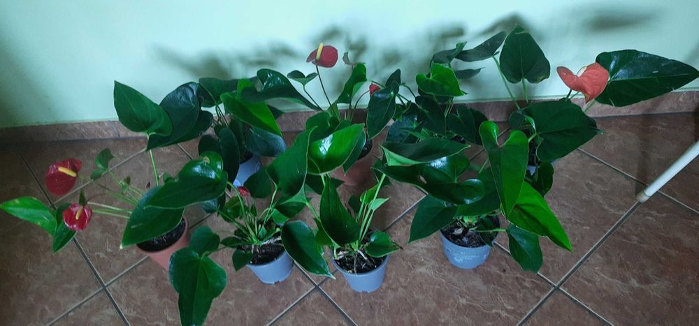 Czerwone anturium, sadzonki w doniczce, wysyłka paczkomat