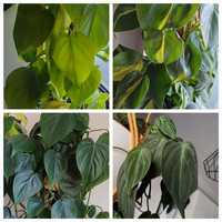 Philodendron zestaw pnączy