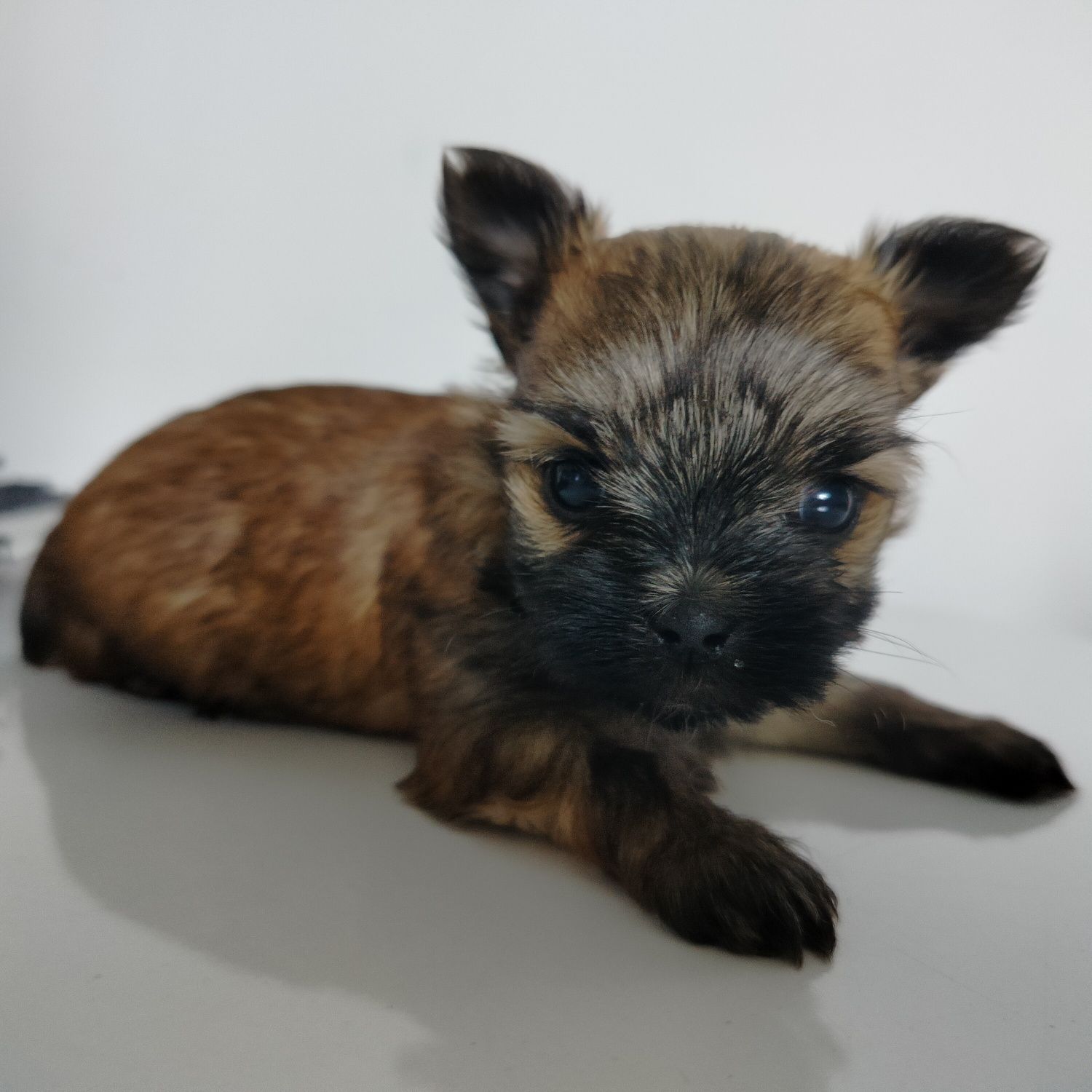 Yorkshire Terrier, Ocean Pearl, suczka XS, Tussi