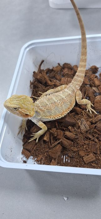 Agama brodata samiczka