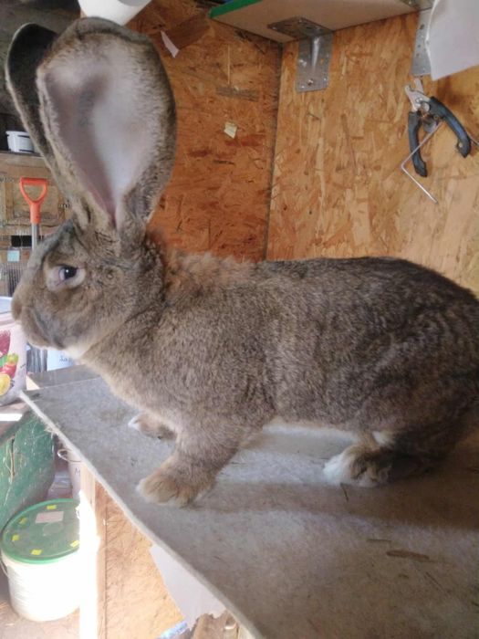 Olbrzym belgijski samce