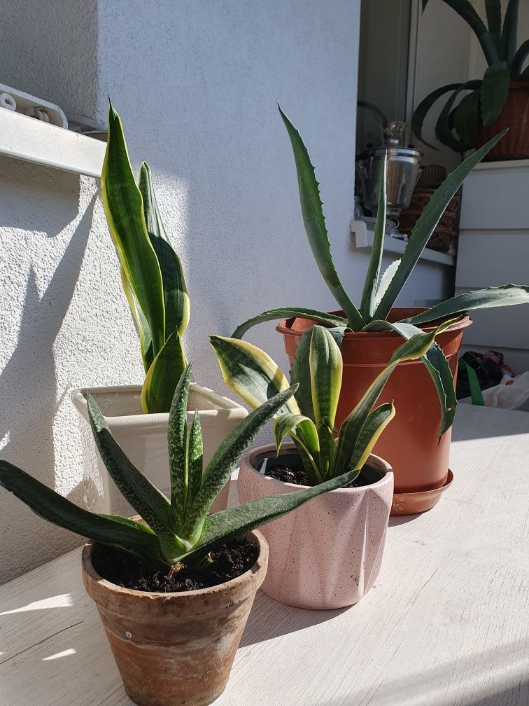 Aloes duże rośliny na balkon lub do domu zestaw