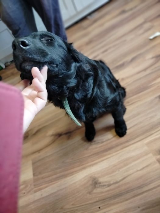 Możliwy dowóz Piękny zadbany pies szuka domu z książeczka zdrowia półr