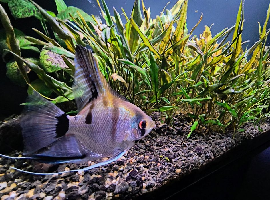 Akwarium 112 litrów