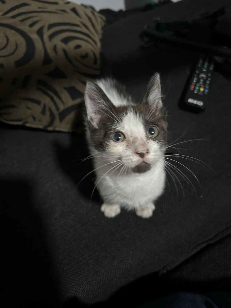 Gatos para adoção