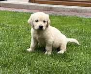 Golden Retriever suczka