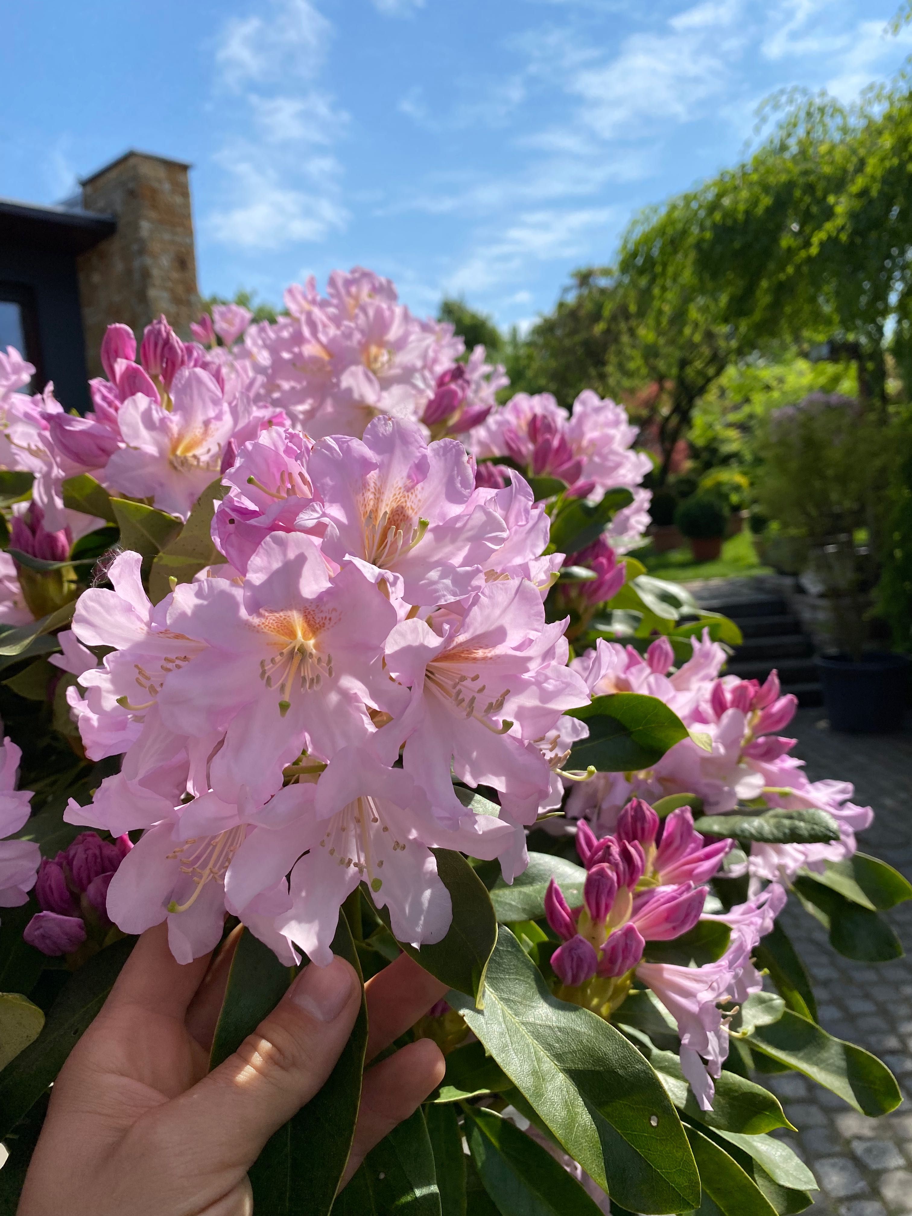 Rhododendron/Różanecznik Cunnighams White