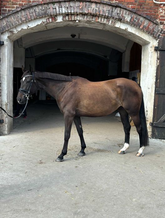 Piękna Klacz do sportu