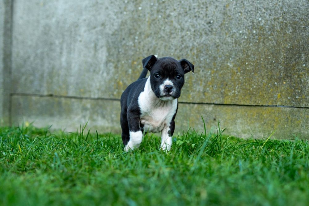 American Staffordshire terrier Zkwp FCI