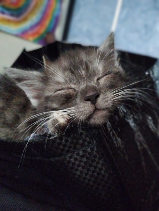 Віддамо в добрі руки кошенят...