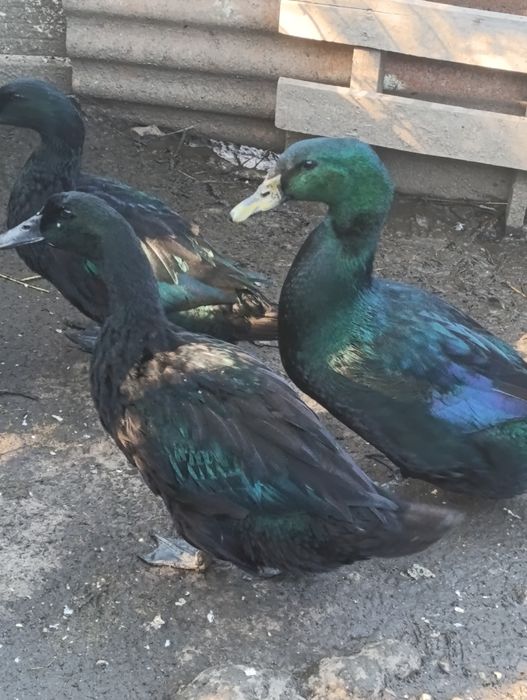 Casais de patos cayuga