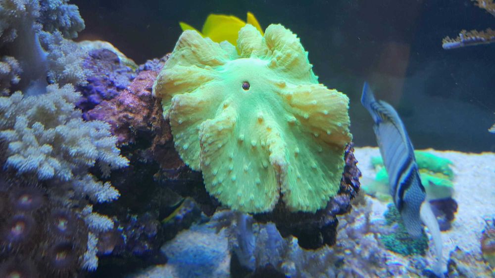 Sinularia brassica green neon Australia