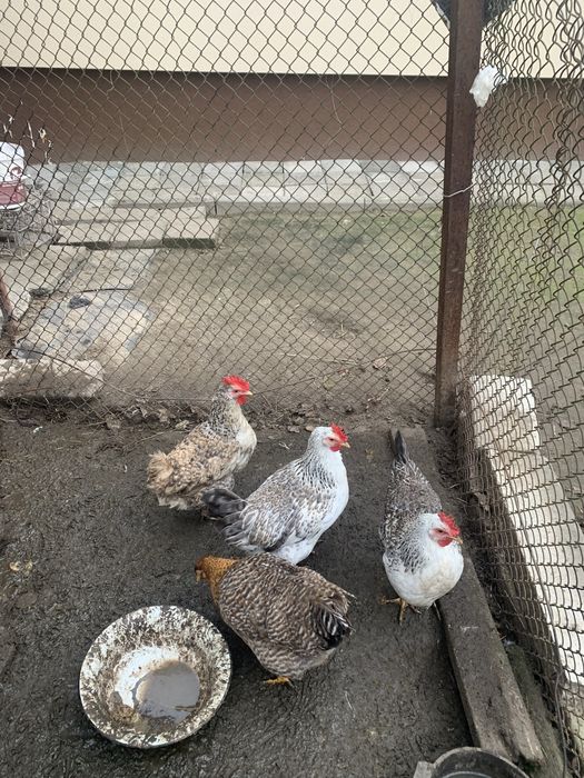 Продам кури бірківська барвиста.