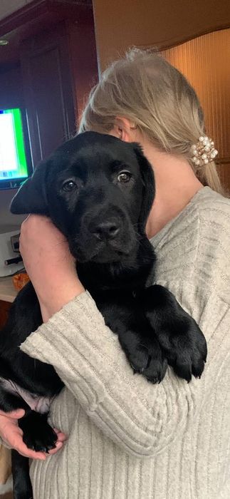 Лабрадор ретривер щенок цуценя