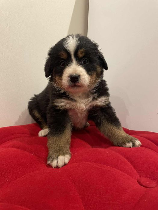 Suczka berneński pies pasterski