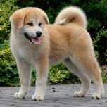 Akita japońska akita inu piękna suczka dobrze rokująca zkwp