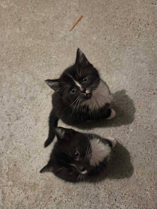 Oddam w dobre ręce małe kotki