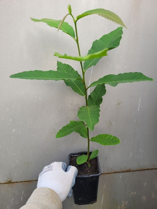 Kasztan jadalny Castanea sativa w doniczce