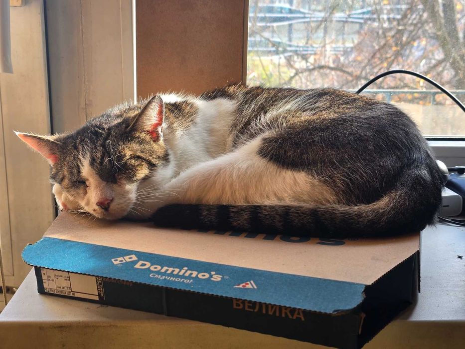 Віддам у добрі руки кішку на ім’я Тесі!