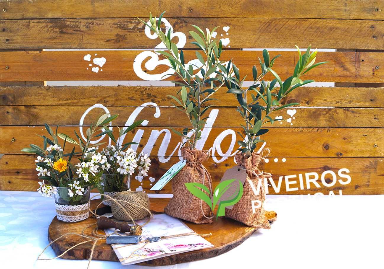 Oliveiras Bonsais | Prenda Casamentos | Ofertas e Decoração