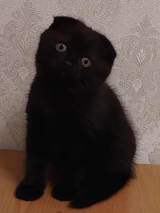 Кошеня британка (дівчинка) 2 міс.