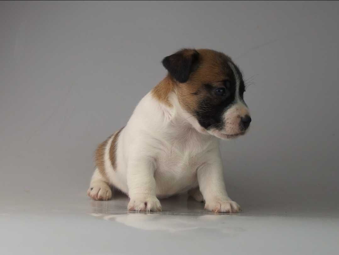 JACK Russell Terrier % FCI suczka