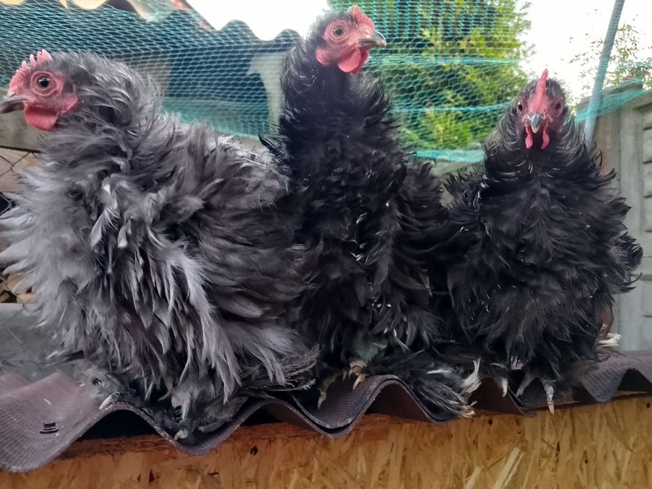 Kogutki kochin miniatury, chabo, marans