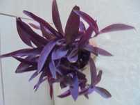 Trzykrotka purpurowa