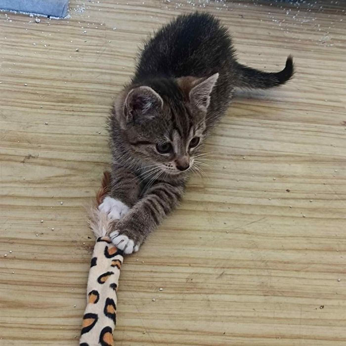 Maleństwo do adopcji!