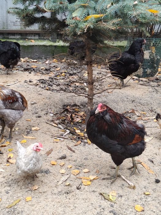 Aruakana bezogoniasta !