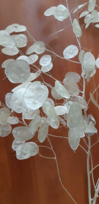 Лунарія сухоцвіт