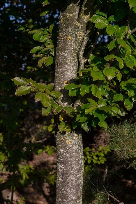 Buk pospolity wysokość 200- 300 cm, obwód pnia 6-8cm, z gruntu